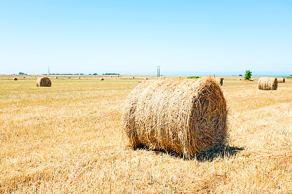 포토 JPG 해외이미지 식물 구름 계절 밭 농업 곡선 자연 하늘 건조 풍경 사람없음 야외 여름 파란색 농장 노란색 수확 가을 흰색 시골 원형 그룹 황금 볏짚 큼 언덕 오브젝트 조경 장면 뭉치 밀짚 해외202004 해외포토 자연요소 도형 산업 선 컬러 짚 크기 생태계 파일형식 이미지허브