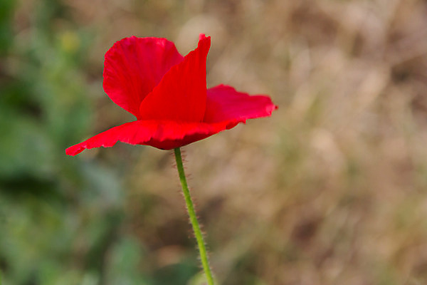 포토 JPG 해외이미지 식물 꽃 분홍색 백그라운드 꽃무늬 밭 자연 프레임 사람없음 장식 빨간색 초록색 봄 들꽃 벚꽃 흰색 시골 싱글 양귀비 해외202004 해외포토 계절 컬러 무늬 농업 생태계 파일형식 이미지허브