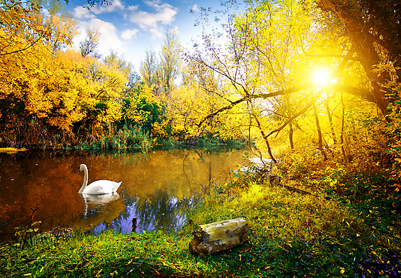 포토 JPG 해외이미지 주간 나무 한마리 호수 자연 하늘 사람없음 야외 햇빛 가을풍경 맑음 가을 숲 백조 우크라이나 해외202004 해외포토 자연요소 식물 1 계절 유럽 조류 날씨 풍경 태양 생태계 파일형식 가을_계절 이미지허브