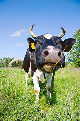 포토 JPG 해외이미지 동물 구름 1 응시 얼굴 밭 농업 포유류 자연 하늘 서기 사람없음 야외 초록색 파란색 농장 갈색 머리 검은색 가축 흰색 시골 소 군중 방목 호기심 코 장면 주둥이 남쪽 노려봄 해외202004 해외포토 자연요소 시선 감정 산업 컬러 컨셉 모션 표정 사람 신체부위 축산업 방향 생태계 파일형식 이미지허브