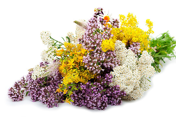 포토 JPG 해외이미지 식물 꽃 분홍색 잎 자연 건강 사람없음 빨간색 초록색 약 보라색 흰색 허브 테라피 고립 해외202004 해외포토 컬러 의학 뷰티 생태계 파일형식 이미지허브