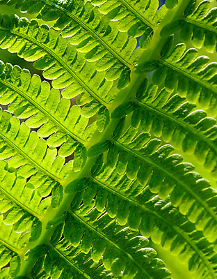 포토 JPG 해외이미지 식물 백그라운드 잎 패턴 자연 추상 사람없음 초록색 환경 정원 봄 성장 나뭇가지 신선 닫기 숲 묘사 질감 내추럴 양치류 해외202004 해외포토 나무 계절 컬러 무늬 모션 생태계 파일형식 이미지허브
