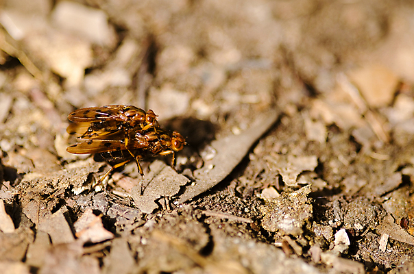 포토 JPG 해외이미지 동물 야생동물 곤충 2 절지류 날개 자연 바닥 앉기 사람없음 야외 옆모습 가로 컬러풀 갈색 노란색 닫기 확대 해충 벌레 숲 작음 리빙 짝짓기 내추럴 동물상 해외202004 해외포토 뷰포인트 컬러 모션 조형물 크기 생태계 파일형식 이미지허브