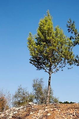 포토 JPG 해외이미지 나무 식물 계절 오렌지 자연 하늘 사람없음 목재 초록색 여름 파란색 노란색 봄 가을 바위 나뭇가지 소나무 작음 큼 언덕 싱글 나무껍질 상록수 침엽수 전나무 해외202004 해외포토 컬러 과일 재료 껍질 돌_바위 크기 생태계 파일형식 이미지허브