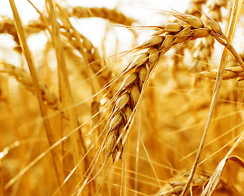 포토 JPG 해외이미지 식물 음식 빵 줄기 밭 농업 자연 건조 옥수수 씨앗 풍경 사람없음 여름 농작물 농장 농경지 노란색 식사 수확 성장 황금 낟알 시리얼 밀 귀 밀짚 밭일 숙성 호밀 해외202004 해외포토 계절 산업 컬러 곡류 신체부위 짚 생태계 파일형식 이미지허브