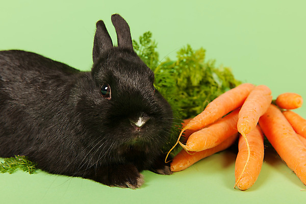 포토 JPG 해외이미지 한마리 실내 사람없음 당근 토끼 초록배경 흑토끼 해외포토 1 백그라운드 포유류 뿌리채소 내부 초록색 반려동물 파일형식 이미지허브