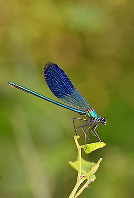 포토 JPG 해외이미지 동물 야생동물 곤충 절지류 날개 자연 휴식 생물 사람없음 초록색 파란색 컬러풀 봄 벌레 잠자리 숲 묘사 질감 부드러움 강렬 동물상 취급주의 해외202004 해외포토 계절 컬러 컨셉 경고 조형물 감각 생태계 파일형식 이미지허브