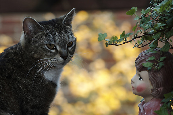 포토 JPG 해외이미지 동물 응시 감정 얼굴 자연 수염 털 사람없음 초록색 고양이 힘 줄무늬 듣기 회색 흰색 호랑이 우아함 사냥 귀 사냥꾼 단아함 해외202004 해외포토 직업 시선 컬러 컨셉 무늬 포유류 모션 신체부위 반려동물 생태계 파일형식 이미지허브