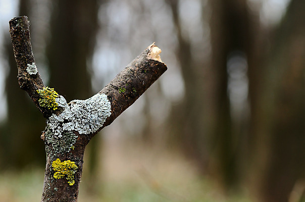 포토 JPG 해외이미지 나무 식물 손 꽃 백그라운드 꽃무늬 농업 자연 새로움 선물 씨앗 사람 사람없음 장식 초록색 컬러풀 환경 정원 힘 봄 성장 보호 잡지 정상 발사 원예 땅바닥 모종 생태학 해외202004 해외포토 계절 교육 산업 컬러 컨셉 무늬 바닥 취미 신체부위 간행물 생태계 파일형식 이미지허브