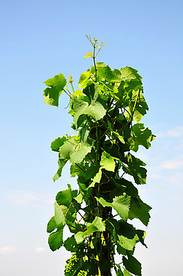 포토 JPG 해외이미지 식물 잎 농업 하늘 포도 풍경 사람없음 초록색 와인 포도밭 포도나무 줄서기 해외202004 해외포토 산업 컬러 밭 과일 모션 주류 과일나무 파일형식 이미지허브