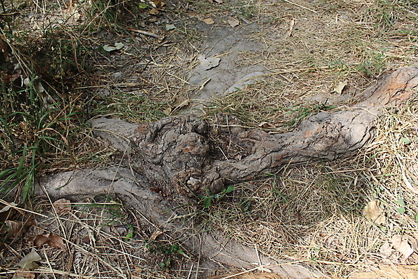 포토 JPG 해외이미지 나무 공원 자연 잔디 사람없음 초록색 여름 태양 정원 펼침 닫기 구부린 엉킴 숲 묘사 뿌리 번짐 시스템 미로 내추럴 노출 땅바닥 옛날 디테일 해외202004 해외포토 자연요소 식물 계절 공공시설 컬러 모션 바닥 생태계 파일형식 효과 이미지허브