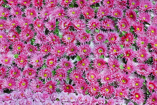 포토 JPG 해외이미지 식물 기념일 꽃잎 꽃 꽃다발 백그라운드 꽃무늬 패턴 자연 벽지 휴가 기념 발렌타인데이 사랑 사람없음 장식 빨간색 장미 축제 활발 벚꽃 축하 인사 다발 심볼 질감 제비 내추럴 진짜 해외202004 해외포토 감정 컬러 컨셉 무늬 데이이벤트 조류 이벤트 예절 생태계 파일형식 이미지허브