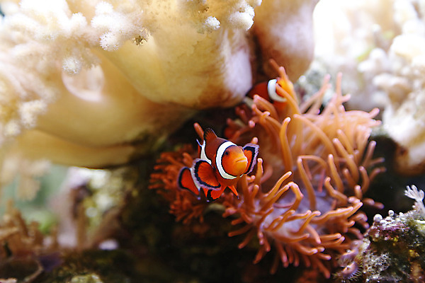 포토 JPG 해외이미지 동물 야생동물 바다 오렌지 자연 어류 사람없음 물 반려동물 수중 수영 줄무늬 광대 흰색 산호 다이빙 암초 수족관 소금물 아네모네 이국적 해외202004 해외포토 자연요소 꽃 컬러 무늬 과일 수중동물 수상스포츠 자포동물 생태계 수중스포츠 파일형식 이미지허브