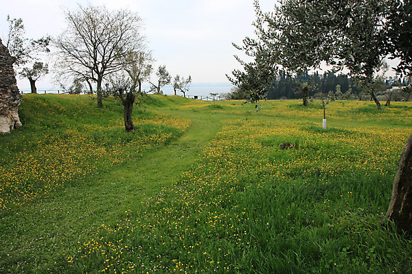 포토 JPG 해외이미지 꽃 유럽 호수 꽃무늬 자연 풍경 사람없음 노란색 봄 이탈리아 골동품 역사 폐허 올리브 로마인 해외202004 해외포토 식물 계절 열매 나라 컬러 무늬 인종 생태계 파일형식 이미지허브