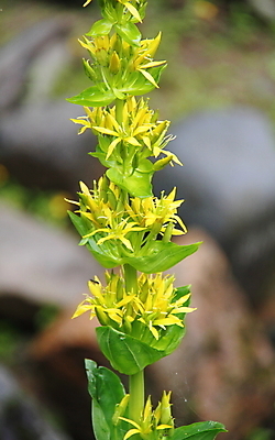 포토 JPG 해외이미지 식물 꽃잎 잎 자연 사람없음 노란색 정원 해외202004 해외포토 꽃 컬러 생태계 파일형식 이미지허브