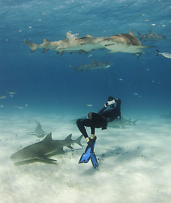 포토 JPG 해외이미지 동물 야생동물 바다 학교 자연 어류 한명 사람 물 카메라 수중 그룹 스노클링 잠수부 레몬 사진사 다이빙 육식동물 상어 대서양 바하마 소금물 해외202004 해외포토 자연요소 1 교육 과일 전자제품 수영 수중동물 수상스포츠 전문직 작가 생태계 수중스포츠 파일형식 이미지허브