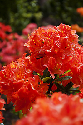 포토 JPG 해외이미지 나무 식물 1 디자인 꽃잎 꽃 음료 줄기 백그라운드 꽃무늬 자연 건강 동양인 사람없음 빨간색 초록색 정원 성장 벚꽃 개화 닫기 소프트포커스 큼 허브 싱글 보케 강렬 꽃수술 돌봄 블러 아욱 엘리먼트 이국적 히비스커스 해외202004 해외포토 컬러 무늬 모션 촬영기법 인종 크기 생태계 파일형식 이미지허브