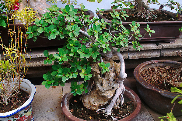 포토 JPG 해외이미지 모양 나무 식물 아시아 백그라운드 잎 농업 비즈니스 자연 미술 사람없음 초록색 정원 일본 미니어처 성장 흰색 신선 역사 냄비 작음 집중 명상 진열장 원예 복고 쇼 고립 심기 옛날 프리미엄 핸드메이드 해외202004 해외포토 나라 산업 컬러 컨셉 모션 문화예술 취미 모형 솥 크기 생태계 파일형식 이미지허브