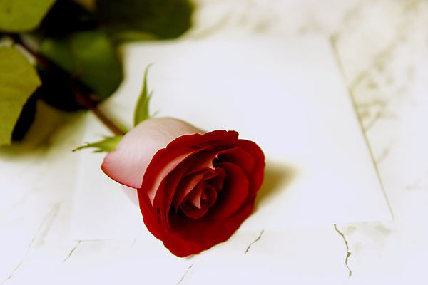 포토 JPG 해외이미지 식물 기념일 꽃잎 꽃 종이 줄기 분홍색 결혼 백그라운드 컨셉 잎 꽃무늬 탁자 봉투 발렌타인데이 선물 사랑 사람없음 장식 빨간색 초록색 컬러풀 장미 파티 우주 흰색 축하 신선 신용카드 생일 메시지 고급 우아함 심볼 오브젝트 싱글 대리석 내추럴 해외202004 해외포토 감정 컬러 가구 무늬 재료 데이이벤트 이벤트 금융 파일형식 이미지허브