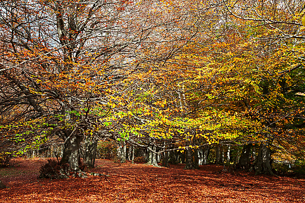 포토 JPG 해외이미지 나무 계절 공원 잎 오렌지 자연 산 풍경 사람없음 야외 가로 빨간색 태양 노란색 맑음 이탈리아 가을 시골 숲 10월 해외202004 해외포토 자연요소 식물 공공시설 유럽 컬러 과일 날씨 날짜 생태계 파일형식 이미지허브