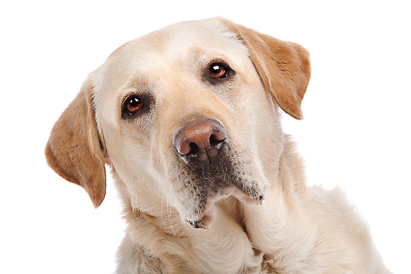 포토 JPG 해외이미지 동물 백그라운드 포유류 사람없음 노란색 흰색 황금 개 리트리버 래브라도리트리버 흰배경 송곳니 순종 해외202004 해외포토 컬러 치아 왕 파일형식 이미지허브