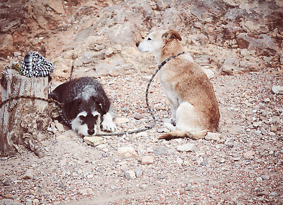 포토 JPG 해외이미지 동물 라이프스타일 공원 남자 행복 컨셉 가족 자연 사랑 사람 소년 사람없음 야외 반려동물 일몰 우정 산책 기쁨 도시 황금 개 리트리버 강아지 래브라도리트리버 주인 기르기 돌봄 유래 해외202004 해외포토 공공시설 감정 어린이 포유류 관계 모션 휴식 생활 친구 노을 생태계 파일형식 이미지허브
