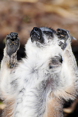 포토 JPG 해외이미지 동물 척추동물 응시 얼굴 야생동물 백그라운드 포유류 아프리카 자연 생물 털 동물원 사람없음 야외 반려동물 검은색 줄무늬 회색 흰색 나뭇가지 원숭이 아기 관찰 반지 잡기 모피 꼬리 상승 슛 멸종 솜털 노려봄 고립 마다가스카르 여우원숭이 해외202004 해외포토 나무 시선 나라 컬러 컨셉 무늬 장신구 모션 표정 사람 신체부위 생태계 파일형식 이미지허브