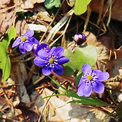 포토 JPG 해외이미지 나무 꽃잎 꽃 꽃다발 잎 자연 날씨 건조 사람없음 갈색 봄 숲 제비꽃 라일락 생태학 해외202004 해외포토 식물 계절 교육 컬러 생태계 파일형식 이미지허브