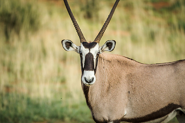 포토 JPG 해외이미지 동물 공원 야생동물 여행 포유류 아프리카 자연 초식동물 휴가 사슴 뿔 동물원 사람없음 야외 갈색 검은색 사막 흰색 황무지 보호 위험 사파리 영양 내추럴 가젤 나미비아 동물상 사바나 생태학 전국 해외202004 해외포토 공공시설 교육 나라 컬러 컨셉 조형물 생태계 남아프리카 파일형식 이미지허브