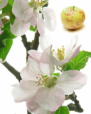 포토 JPG 해외이미지 나무 식물 계절 꽃잎 꽃 줄기 분홍색 백그라운드 자연 사람없음 정원 봄 벚꽃 흰색 나뭇가지 개화 과수원 꽃가루 세련 해외202004 해외포토 컬러 농업 가루 생태계 파일형식 이미지허브