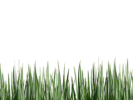 포토 JPG 해외이미지 식물 백그라운드 잎 벽지 건조 사람없음 초록색 정원 흰색 고립 해외202004 해외포토 컬러 파일형식 이미지허브