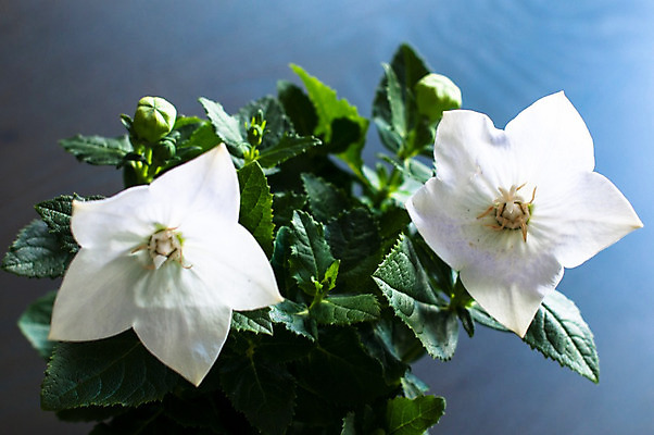 포토 JPG 해외이미지 식물 꽃잎 꽃 줄기 백그라운드 잎 자연 사람없음 야외 초록색 여름 머리 정원 일본 중국 봄 벚꽃 종 흰색 개화 허브 풍선 강렬 구성 꽃수술 영원 캄파눌라 해외202004 해외포토 계절 아시아 컬러 신체부위 생태계 파일형식 이미지허브