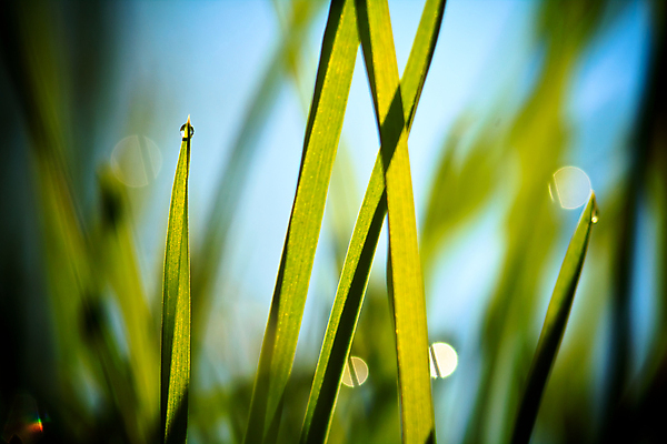 포토 JPG 해외이미지 식물 공원 백그라운드 잎 밭 농업 자연 하늘 아침 날씨 추상 건강 잔디 사람없음 야외 초록색 물 파란색 햇빛 태양 반사 환경 정원 봄 젖음 성장 신선 액체 칼날 떨어짐 작음 밀 빗방울 내추럴 블러 해외202004 해외포토 주간 자연요소 계절 공공시설 산업 컬러 컨셉 무늬 곡류 비_날씨 크기 생태계 파일형식 이미지허브