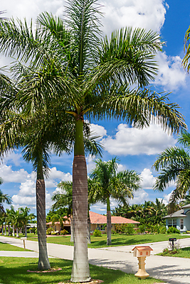 포토 JPG 해외이미지 하늘 거리 손바닥 사람없음 야자수 맑음 미국 좁은 플로리다 해외202004 해외포토 나무 손 북아메리카 날씨 파일형식 이미지허브
