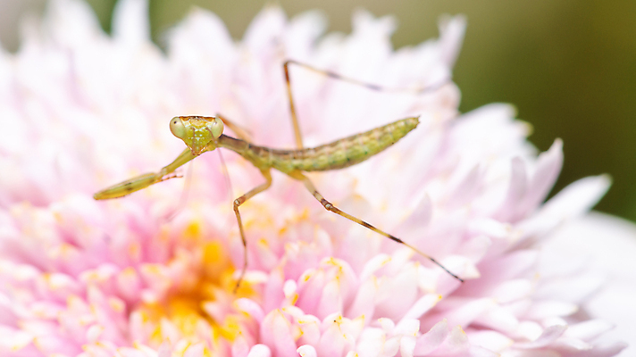 포토 JPG 해외이미지 동물 1 꽃 야생동물 분홍색 곤충 자연 생물 안테나 사람없음 야외 초록색 컬러풀 정원 활발 기도 아기 벌레 육식동물 내추럴 이국적 해외202004 해외포토 식물 컬러 컨셉 통신 사람 생태계 파일형식 이미지허브