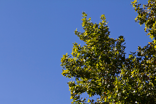 포토 JPG 해외이미지 나무 식물 계절 공원 백그라운드 잎 자연 하늘 바람 풍경 사람없음 야외 초록색 여름 파란색 빛 햇빛 태양 갈색 환경 정원 봄 가을 흰색 나뭇가지 신선 숲 내추럴 생태학 해외202004 해외포토 자연요소 공공시설 교육 컬러 날씨 생태계 파일형식 이미지허브