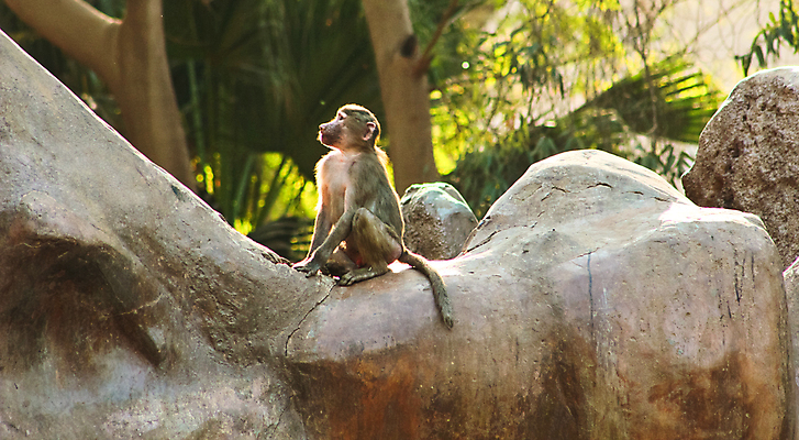 포토 JPG 해외이미지 동물 1 계절 공원 얼굴 여행 백그라운드 포유류 아프리카 자연 생물 털 동물원 이집트 종류 미술 동양인 풍경 사람없음 야외 초록색 갈색 환경 원숭이 표현 숲 모피 먹기 유인원 포트폴리오 해외202004 해외포토 공공시설 나라 컬러 모션 문화예술 인종 신체부위 생태계 파일형식 이미지허브