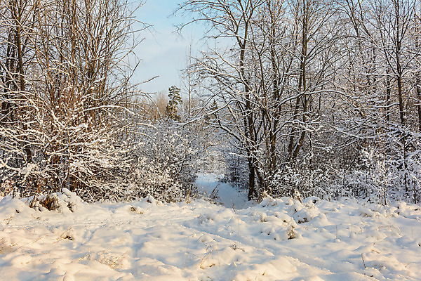 포토 JPG 해외이미지 나무 구름 계절 길 자연 하늘 날씨 풍경 사람없음 햇빛 태양 추위 나뭇가지 소나무 숲 서리 화창 가문비나무 해외202004 해외포토 자연요소 식물 생태계 파일형식 이미지허브