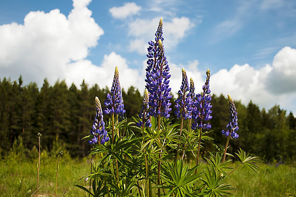 포토 JPG 해외이미지 식물 계절 꽃 잎 자연 풍경 사람없음 야외 목재 초록색 여름 환경 보라색 침묵 들꽃 시골 소나무 개화 숲 땅 허브 강렬 땅바닥 영원 해외202004 해외포토 나무 컬러 재료 바닥 소리 생태계 파일형식 이미지허브