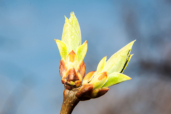 포토 JPG 해외이미지 나무 식물 디자인 계절 꽃 잎 꽃무늬 자연 사람없음 야외 장식 초록색 정원 봄 성장 벚꽃 나뭇가지 신선 개화 다발 원예 라일락 내추럴 해외202004 해외포토 컬러 무늬 취미 생태계 파일형식 이미지허브