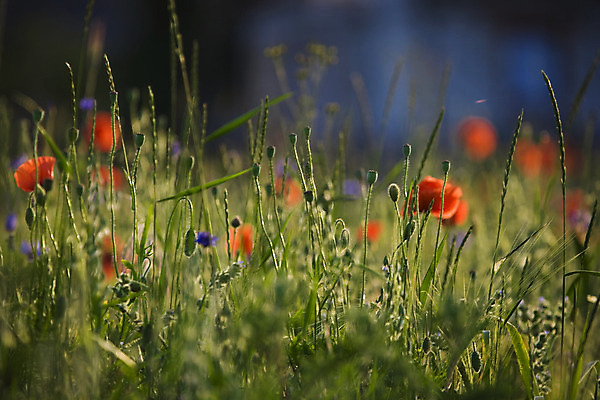 포토 JPG 해외이미지 식물 꽃 유럽 밭 자연 씨앗 사람없음 빨간색 초록색 여름 파란색 흰색 발사 양귀비 폴란드 해외202004 해외포토 계절 나라 컬러 농업 생태계 파일형식 이미지허브