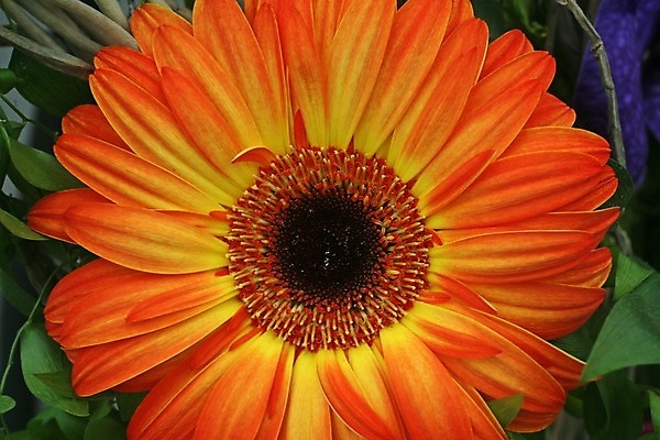 포토 JPG 해외이미지 식물 디자인 꽃잎 꽃 꽃무늬 패턴 자연 친절 선물 사람없음 장식 초록색 컬러풀 환경 봄 성장 벚꽃 우아함 닫기 불기 오브젝트 에코 질감 데이지 심플 부드러움 취급주의 해외202004 해외포토 계절 컬러 컨셉 무늬 모션 경고 감각 생태계 파일형식 이미지허브