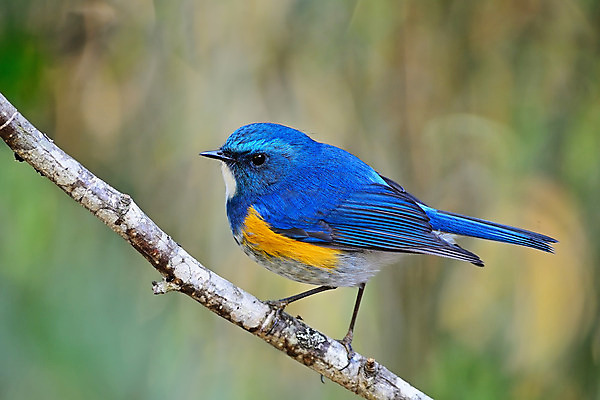 포토 JPG 해외이미지 동물 야생동물 오렌지 조류 사람없음 파란색 흰색 묘사 히말라야 해외202004 해외포토 컬러 과일 파일형식 산맥 이미지허브