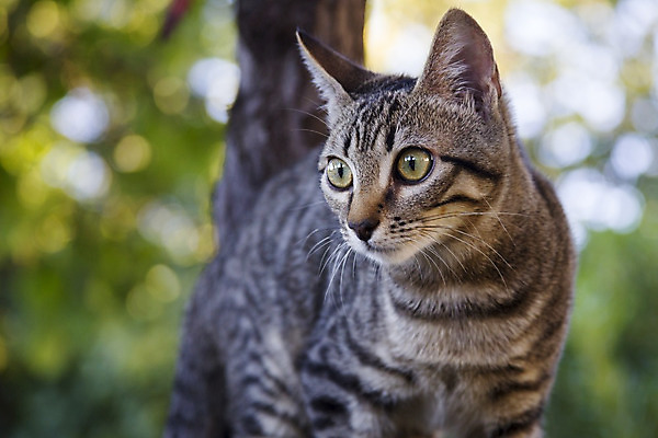 포토 JPG 해외이미지 동물 1 응시 얼굴 백그라운드 장난 포유류 모션 자연 놀이 수염 털 건강 서기 사람없음 야외 초록색 반려동물 정원 고양이 줄무늬 산책 닫기 달콤 작음 사냥 보케 얼룩무늬 솜털 해외202004 해외포토 시선 컬러 무늬 휴식 신체부위 맛 크기 생태계 파일형식 이미지허브