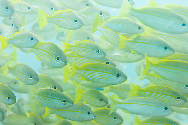 포토 JPG 해외이미지 여행 학교 아프리카 어류 사람없음 파란색 노란색 수중 다이빙 엽서 세이셸 해외202004 해외포토 교육 나라 컬러 수영 수중동물 편지 수중스포츠 파일형식 이미지허브