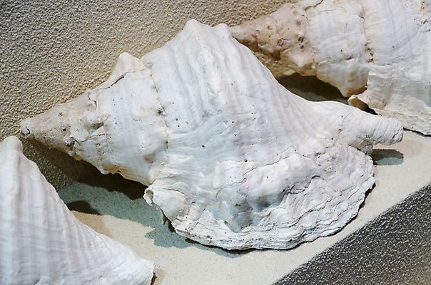 포토 JPG 해외이미지 동물 전통 디자인 옷 별 음식 모래 파도 바다 백그라운드 컨셉 패턴 바지 자연 표면 휴가 조개 불가사리 파노라마 종류 미술 사람없음 야외 장식 물 파란색 컬러풀 유행 환경 어둠 여러개 껍질 흰색 직물 도시 면 혼합 남색 수집 묘사 질감 땀 캔버스 가리비 섬유 내추럴 그런지 옛날 스타일 많음 해외202004 해외포토 자연요소 컬러 다수 무늬 하의 문화예술 어패류 극피동물 촬영기법 생태계 파일형식 이미지허브