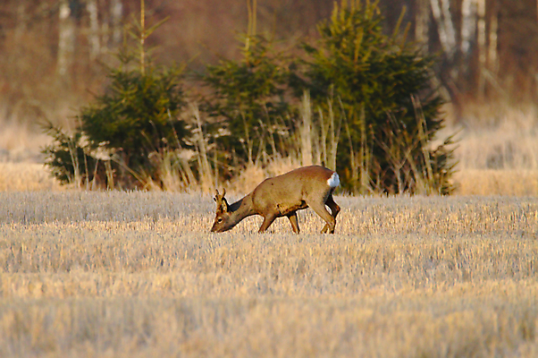 포토 JPG 해외이미지 나무 동물 계절 공원 여자 남자 야생동물 음식 여행 백그라운드 밭 채소 포유류 자연 사슴 뿔 풍경 사람없음 야외 초록색 물 여름 갈색 환경 일몰 봄 가을 황무지 황금 농부 저녁 숲 먹기 배고픔 사파리 사냥 내추럴 인구 해외202004 해외포토 자연요소 식물 직업 공공시설 컬러 농업 모션 사람 노을 야간 생태계 파일형식 이미지허브