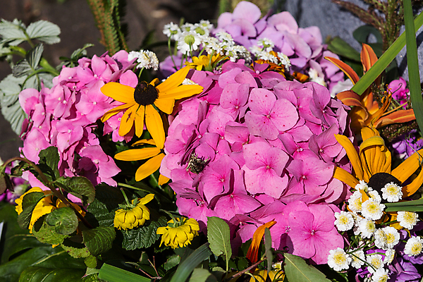 포토 JPG 해외이미지 식물 계절 꽃 꽃다발 백그라운드 오렌지 자연 국화 이벤트 사람없음 장식 빨간색 초록색 여름 컬러풀 노란색 정원 수확 벚꽃 가을 신선 개화 다발 민트 허브 데이지 보리 도토리 수국 구성 캐모마일 해외202004 해외포토 컬러 농업 과일 곡류 견과류 생태계 파일형식 이미지허브
