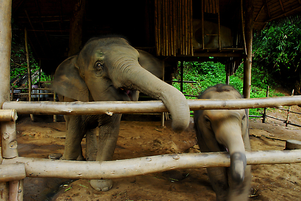 포토 JPG 해외이미지 동물 공원 아시아 야생동물 여행 포즈 포유류 가족 관계 자연 엄마 휴가 코끼리 함께함 3 동양인 사람없음 야외 옆모습 평화 환경 힘 터치 시골 체험 큼 사파리 귀 전국 해외202004 해외포토 공공시설 나라 뷰포인트 컨셉 인종 신체부위 크기 생태계 파일형식 이미지허브