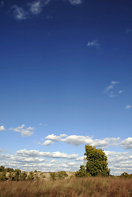 포토 JPG 해외이미지 나무 식물 구름 계절 공원 실루엣 잎 자연 하늘 풍경 사람없음 야외 초록색 파란색 우주 환경 정원 미국 황혼 고독 땅 혼자 수평선 해외202004 해외포토 자연요소 공공시설 감정 컬러 북아메리카 촬영기법 일몰 생태계 파일형식 이미지허브